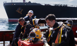 Los Tigres
