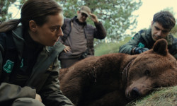 Matar a un oso