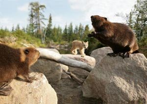 Mechón Blanco, las aventuras del pequeño castor foto crítica.