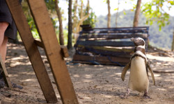 Mi amigo el pingüino 