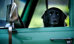 Mi gran pequeña granja