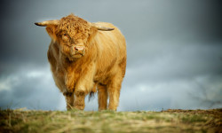 Mi gran pequeña granja