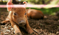 Mi gran pequeña granja