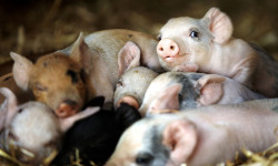 Mi gran pequeña granja