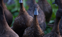 Mi gran pequeña granja