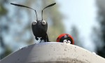 Minúsculos: El valle de las hormigas perdidas