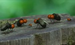 Minúsculos: El valle de las hormigas perdidas