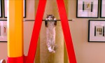 Siete vidas, este gato es un peligro