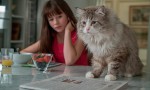 Siete vidas, este gato es un peligro