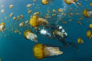 Océanos foto crítica.