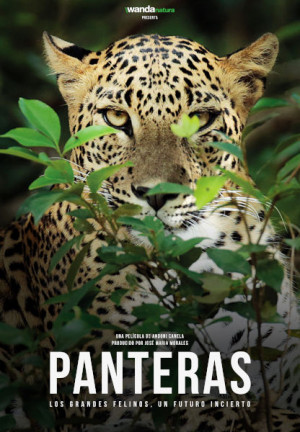 Panteras