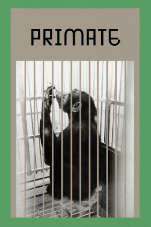 Primate