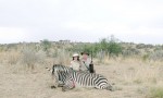 Safari