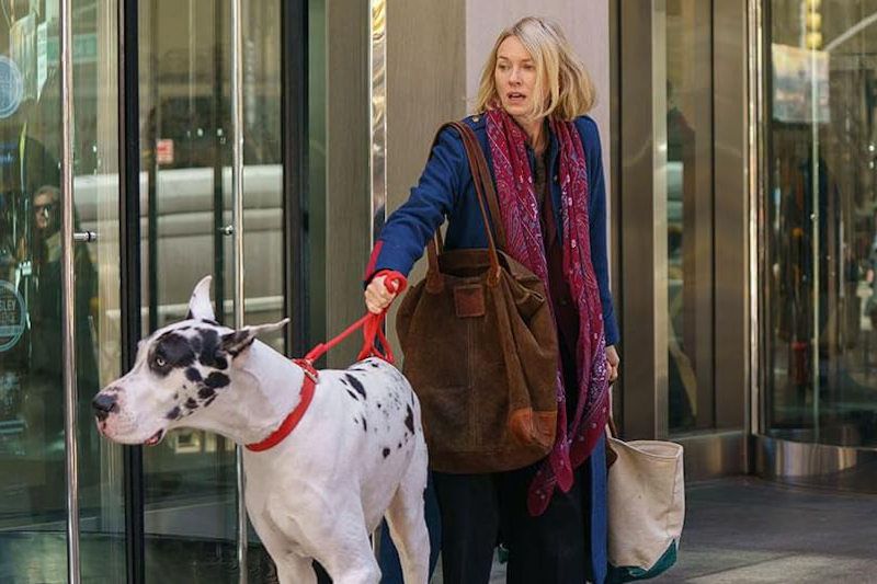 El amigo foto crítica.