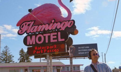 El misterio del Pink Flamingo