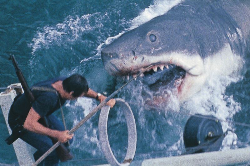 Tiburón foto crítica.