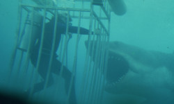 Tiburón