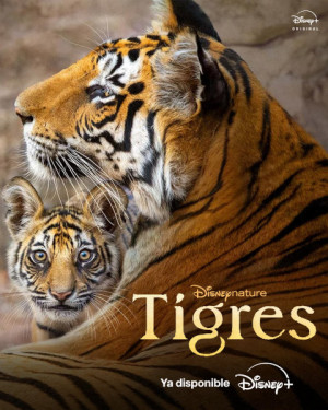 Tigres