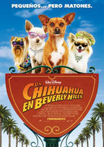 Un chihuahua en Beverly Hills