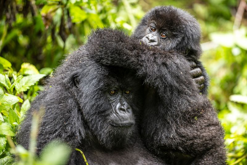 Una historia de gorilas contada por David Attenborough foto crítica.