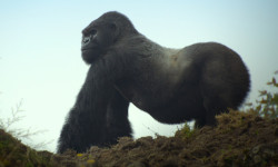 Una historia de gorilas contada por David Attenborough