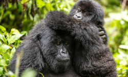 Una historia de gorilas contada por David Attenborough