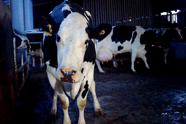 Vaca foto crítica.
