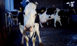 Vaca