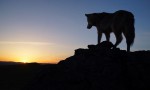 El último lobo