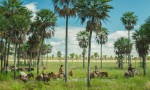 Zama