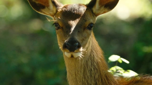 Bambi, una vida en el bosque