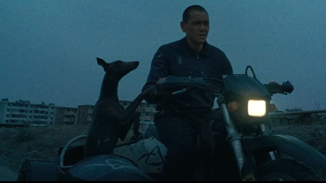 Black Dog