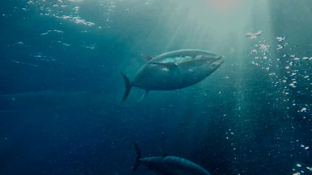 Historias del agua