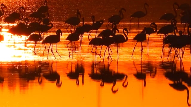 La danza de los mundos