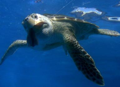 El viaje de la tortuga