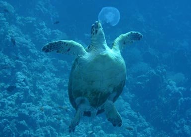OceanWorld 3D