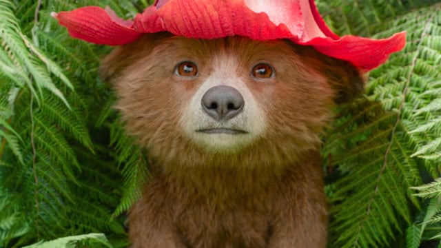 Paddington: Aventura en la selva