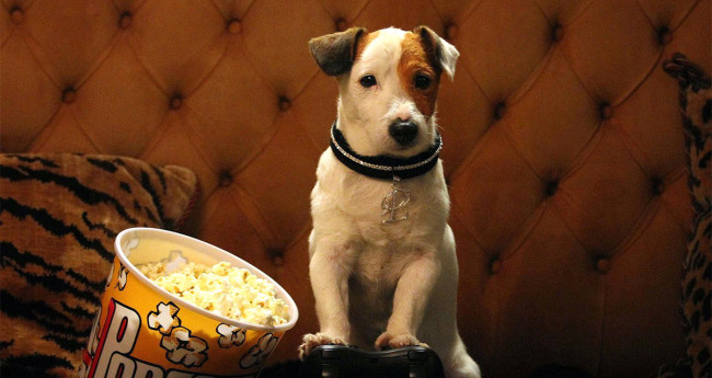Pancho, el perro millonario