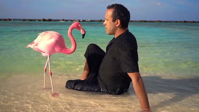 The Mystery of the Pink Flamingo