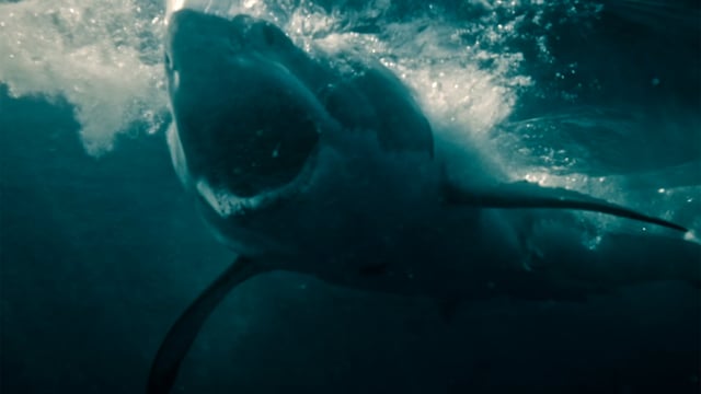 Tiburón blanco