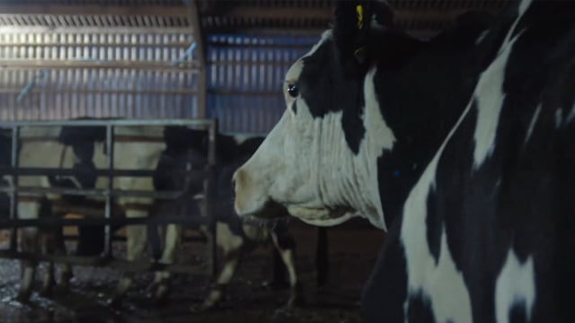 Vaca