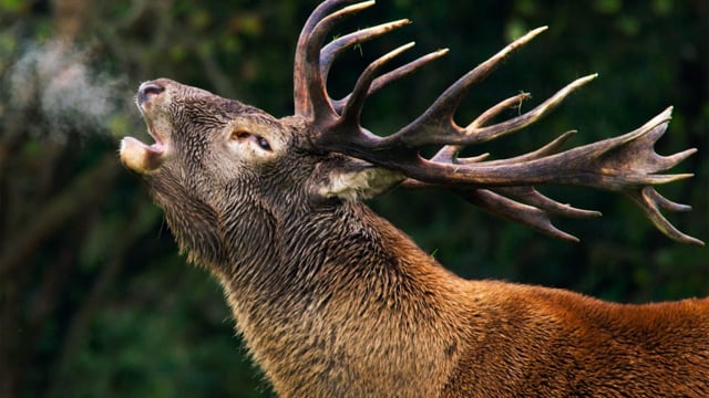 Wilding, el regreso de la naturaleza