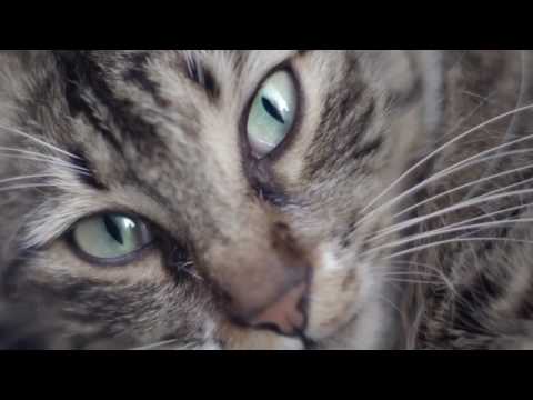 Kedi (Gatos de Estambul)